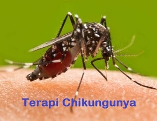 Terapi chikungunya