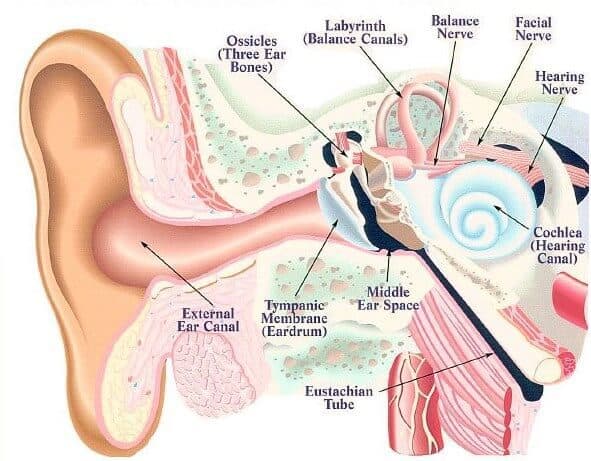 Bagian dalam telinga